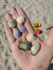 Female hand holds many different seashells on the palm, found on the sandy beach.
