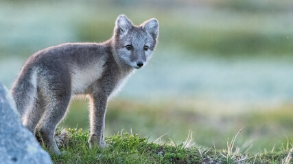 Arctic fox (vulpes lagopus) with green moss background blurr