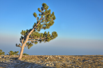 Fototapeta na wymiar lonely pine tree rock, tree mountain, pine on the cliff