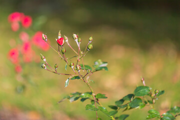 Blooming tiny red roses. Shrub me on a green background.