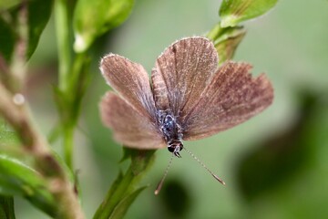 dragonfly on a flower