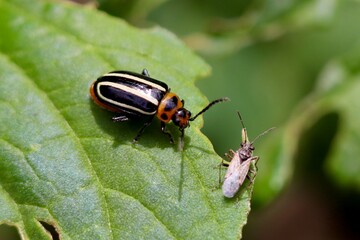 state potato beetle