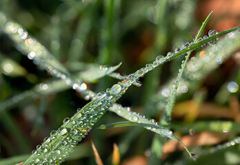 dew on grass