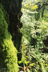 moss on a tree