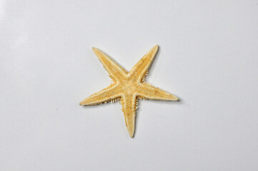 Fototapeta na wymiar A star fish on white background