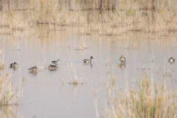 country goose and ducks