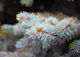 Naklejka na ściany i meble branches of blue spruce close-up