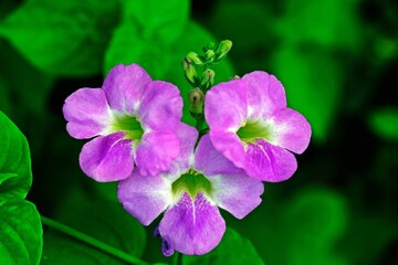 Beautiful blooming purple Asystasia (Chinese violet) flowers with green leaves background.