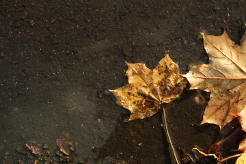 autumn leaves on the ground