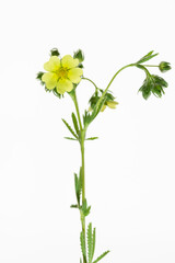 fusto foglie e fiori di potentilla erecta su fondo bianco