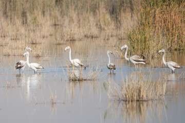 swans on the river