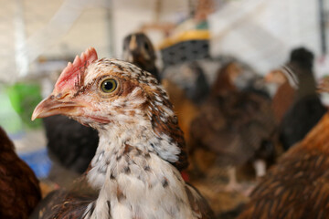 Baby chicks ready to go outside and eat some bugs