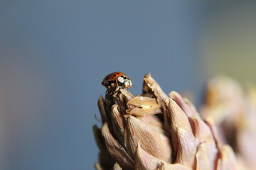 ladybird on a branch