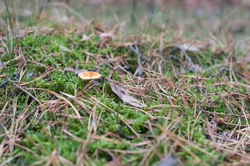 False chanterelle hidden in the coniferous forest