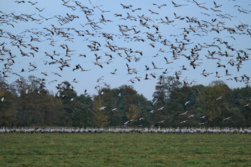 viele Kraniche fliegen im Herbst von ihrem Sammelplatz in den Süden