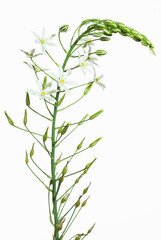 ornithogalum brevistylum su fondo bianco
