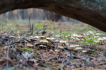 A group of hypholoma fasciculare behind a fallen tree