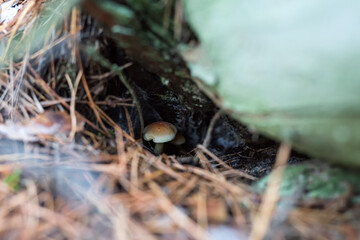 Single hypholoma fasciculare hiding on a tree root