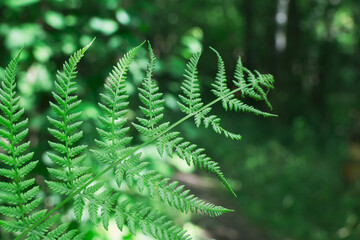 Fern leaf close up on forest background