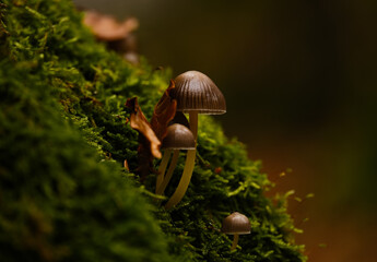 Tiny residents of the forest