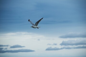Gaviota en vuelo sobre un cielo celeste