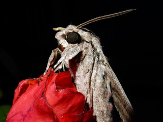moth on a white background