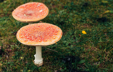 fly agarics nella foresta di autunno
