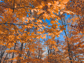 autumn in the forest