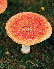 fly agarics nella foresta di autunno
