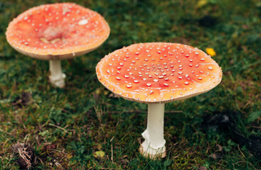 fly agarics nella foresta di autunno