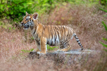 Junger Tiger auf einem Baumstumpf zwischen Gräsern stehend