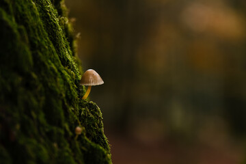 Tiny mushroom on the moss