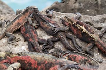 Naklejka premium Iguanas Marinas