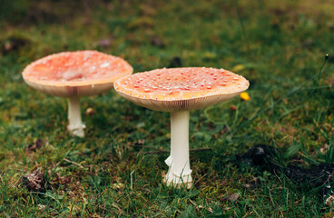 fly agarics nella foresta di autunno