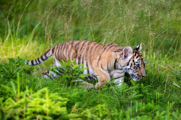 Junger Tiger schleicht durch niedriges Gras im Wald