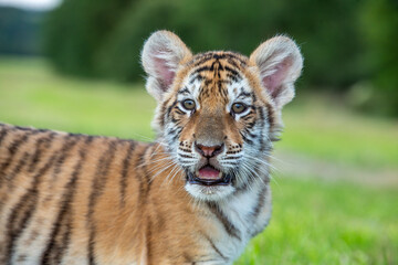 Portrait Junger Tiger Blick zum Betrachter