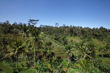 Fototapeta na wymiar Beautiful landscape with green rice terraces, Bali, Indonesia. Unesco world site
