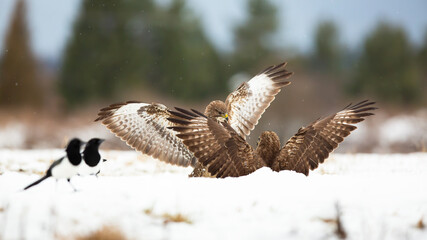Two common buzzards, buteo buteo, fighting on snowy ground in winter. Aggressive birds of prey in...