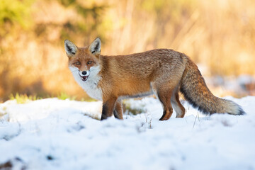 Red fox, vulpes vulpes, standing on field with open mouth in winter. Wild mammal looking to the camera on white pasture. Orange bushy beast hissing on snowy glade.
