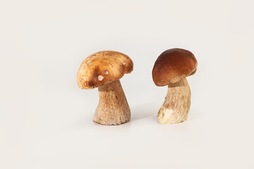 Beautiful fresh porcini mushrooms  on white background isolated season healthy food 