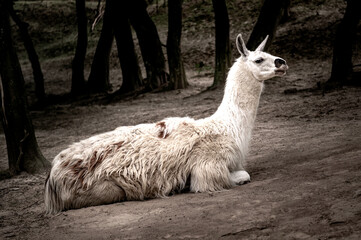 Obraz premium White llama lying on the ground. Cute white alpaca, resting on the ground. Lama living in captivity in a zoo. View of the lying llama
