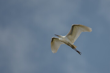 Little Egret