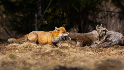 Red fox, vulpes vulpes, tearing prey on field in autumn nature. Wild mammal feeding on dry grassland from side. Orange predator pulling dead roe deer on meadow.