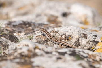 lizard on the stone