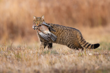 Fierce european wildcat, felis silvestris, holding dead bird in mouth in autumn. Hungry predator catching a prey on dry grass in fall. Stripped brown animal looking to the camera with killed jay on - obrazy, fototapety, plakaty