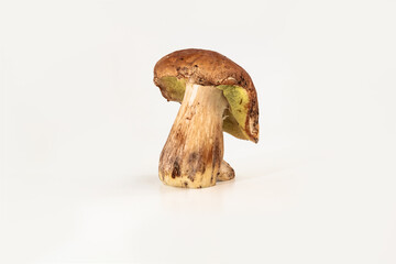Beautiful fresh porcini mushrooms  on white background isolated season healthy food 