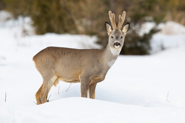 roe deer, capreolus capreolus, buck standing on meadow in wintertime nature. Roebuck with growing antlers wrapped in soft velvet looking to the camera on snowy field. Wild brown mammal on white glade.