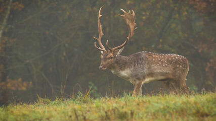 Majestic fallow deer, dama dama, walking in morning fog in autumn. Wild stag with massive antlers standing on pasture in fall. Spotted animal looking on green meadow.