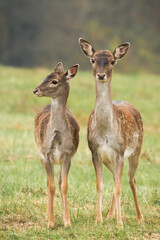 Two fallow deers, dama dama, standing on meadow in autumn nature. Hind mother with her fawn watching on field in fall. Wild doe with little spotted animal looking to the camera on glade.