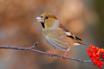 Fototapeta premium Female hawfinch, coccothraustes coccothraustes, sitting on twig in autumn nature. Small brown bird resting on branch with red berries in fall. Feathered animal looking on bough.